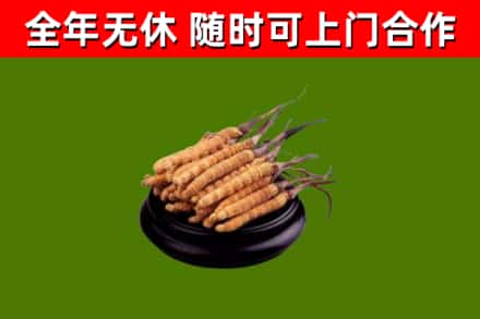 巨野县回收散虫草